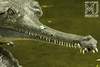 Gavial (Crocodile)