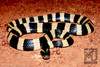 Banded Krait - Bungarus Fasciatus - Exotic Leather Snake