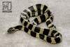 Banded Krait Snake - Exotic Skin