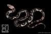 Snake Little Multiple Bande Krait (Elaphe Moellendorffi)