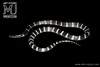 Narrow Banded Krait Snake