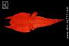 Red L Hornback