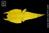 Yellow Hornback