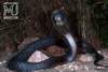 Naja naja - Black Pakistan Cobra Snake